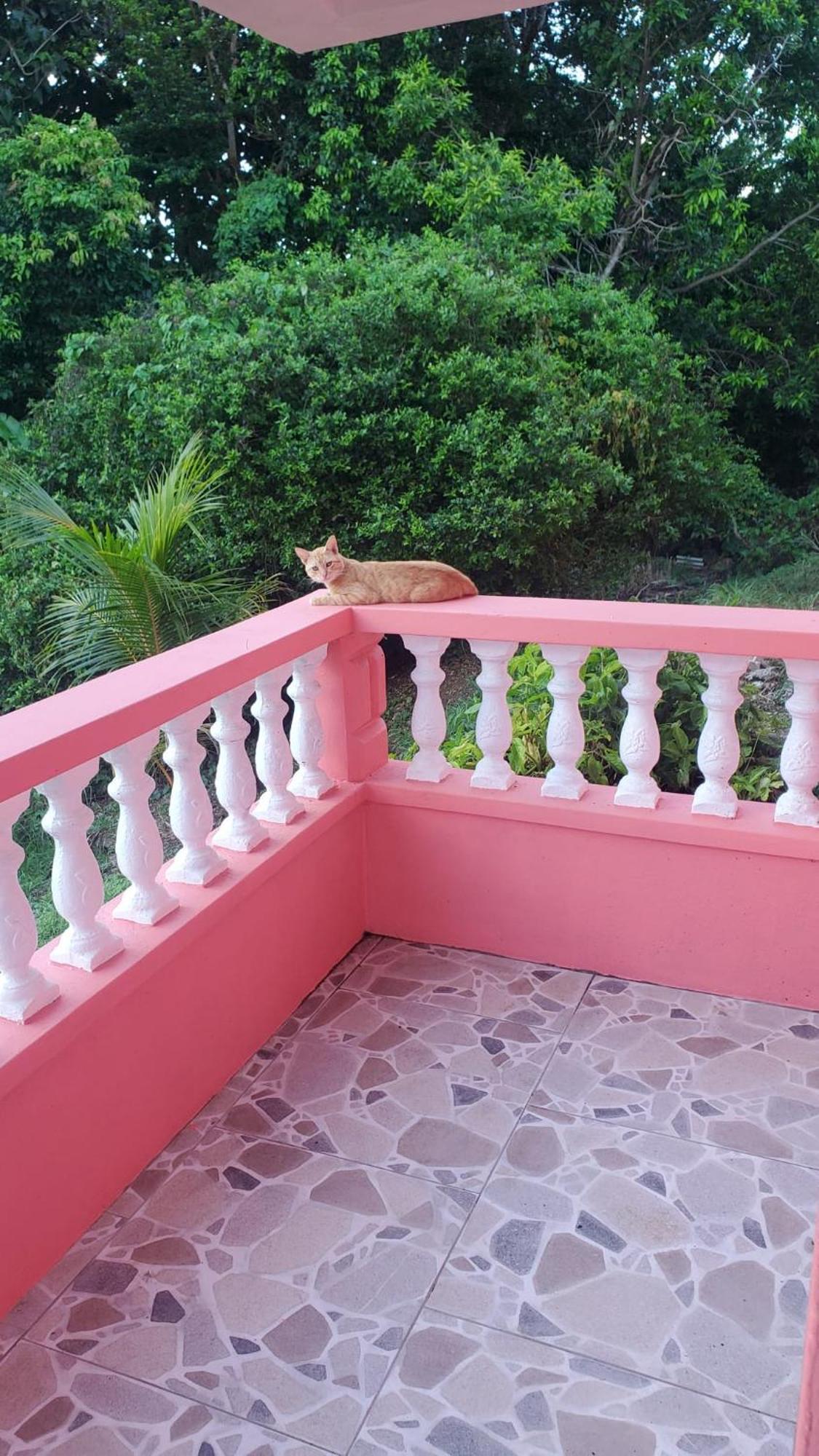 Bed and Breakfast Natrue'S Haven à Marigot Extérieur photo